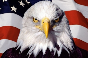 Eagle Bird on Flag925903801 300x200 - Eagle Bird on Flag - Flag, Eagle, Bird
